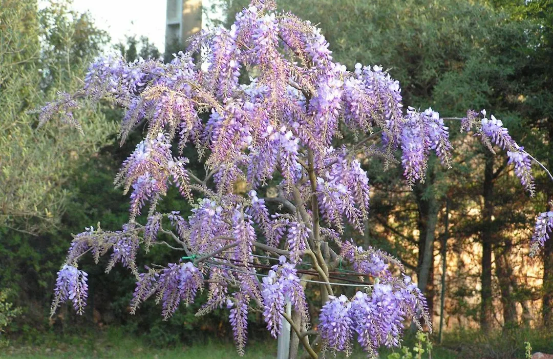 Le Jardin des Selves-1