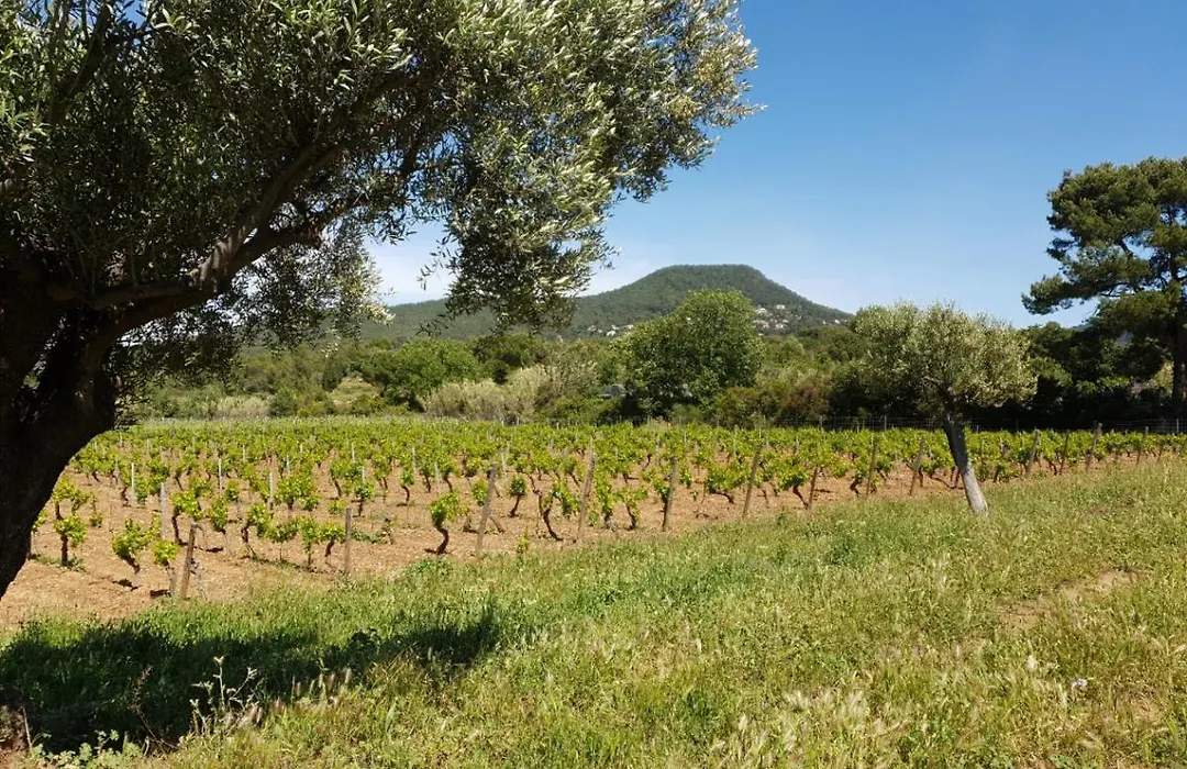 Domaine De La Navicelle - Oiseaux 2-1