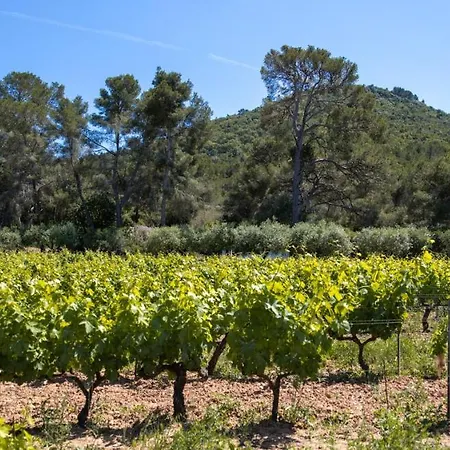 Domaine De La Navicelle - Cabernet-2