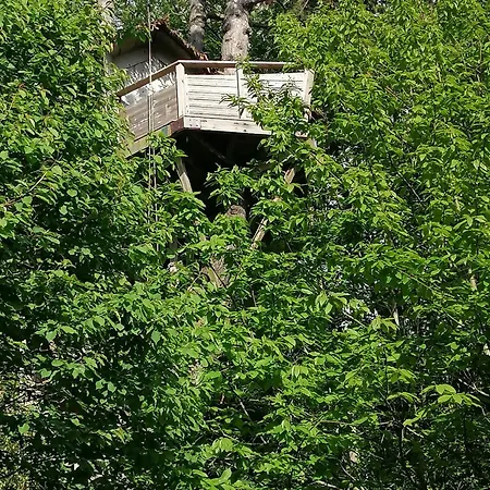 Sherwood Tree-3