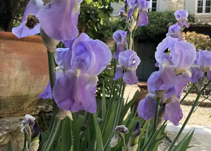 Bed and breakfast La Figuiere Fontaine de Vaucluse